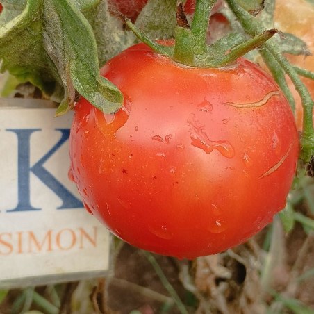 Tomate Burbank , 10 semillas (161)