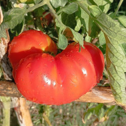Tomate Corazon De Res , 10 semillas
