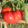 Tomate Corazon De Res , 10 semillas  (164)
