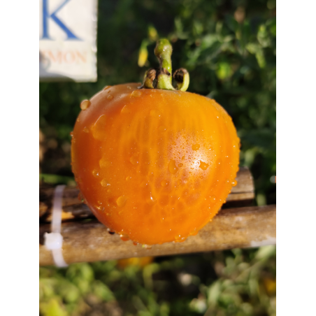 Tomate Golden Jubilees , 10 semillas (165)