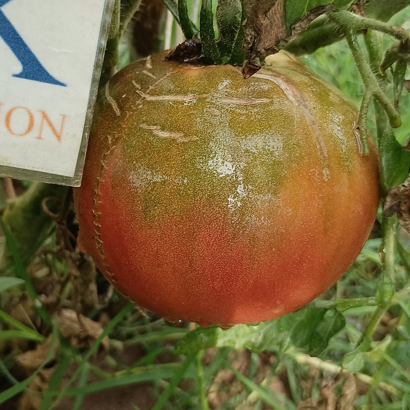 Tomate Cherokee Chocolate , 10 semillas (166)