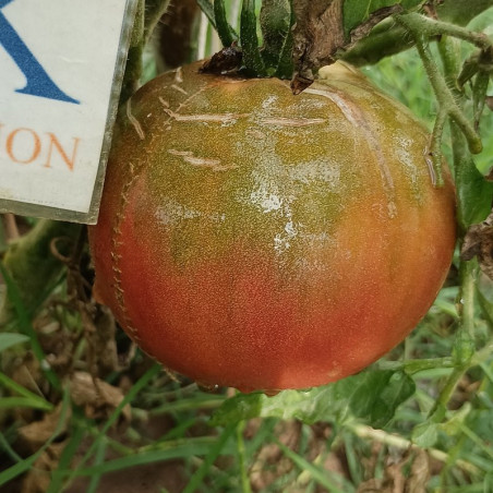 Tomate Cherokee Chocolate , 10 semillas (166)