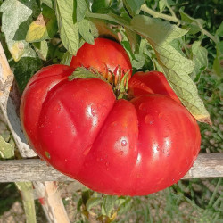 Tomate Santa Lucia , 10 semillas (167)
