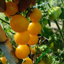 Tomate Cereza Amarilla , 10 semillas