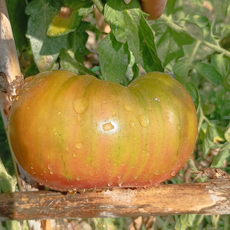 Tomate Ananas Negro , 10 semillas