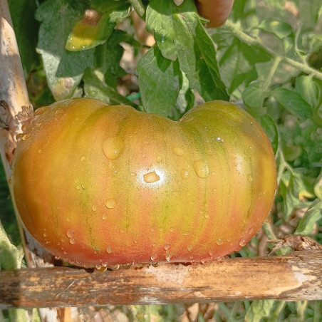Tomate Ananas Negro , 10 semillas