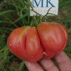 Tomate Tiacolula Rose , 10 semillas (174)