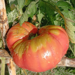 Tomate Gordo De Pantano , 10 semillas (177)