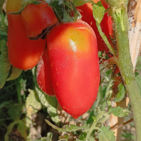 Tomate San Marzano , 10 semillas (179)