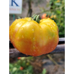 Tomate MR. Stripey , 10 semillas