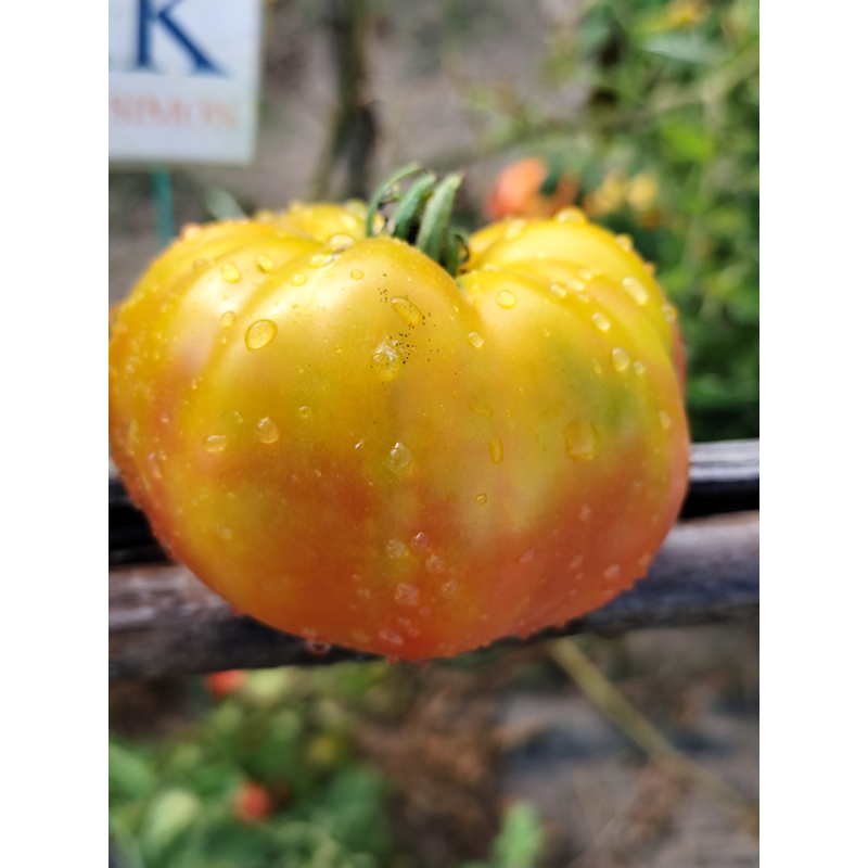 Tomate MR. Stripey , 10 semillas (181)