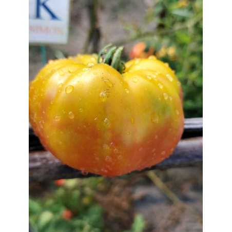 Tomate MR. Stripey , 10 semillas (181)