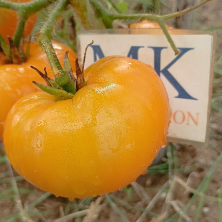 Tomate St. Vicente Yellow , 10 semillas