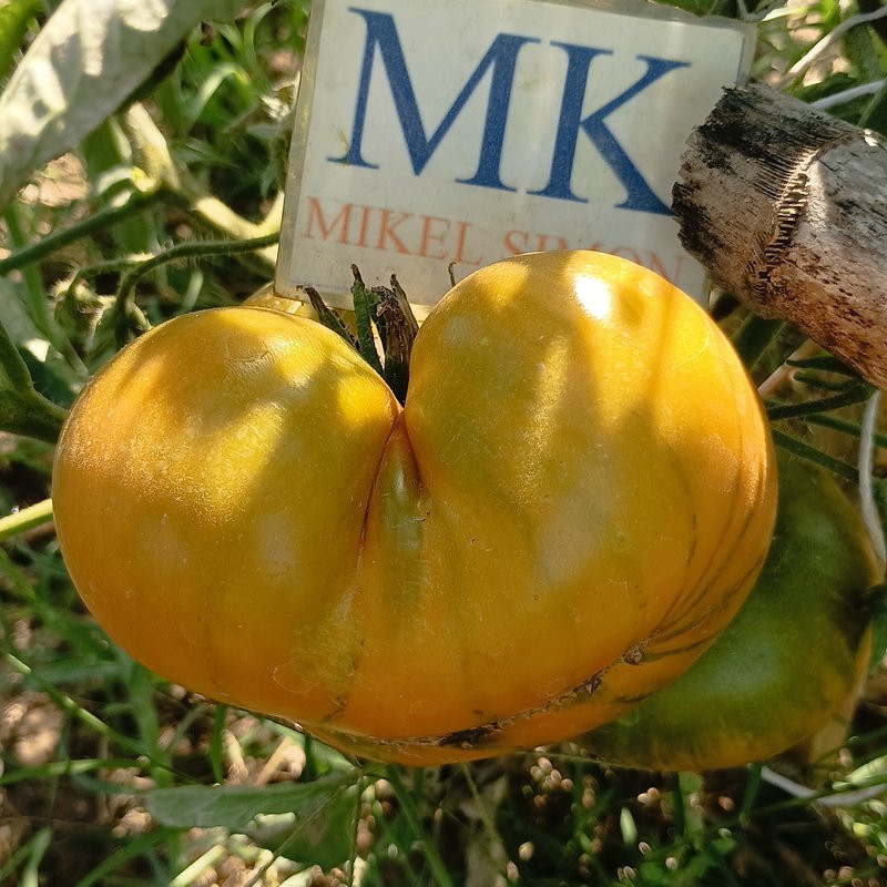 Tomate Ananas Green , 10 semillas