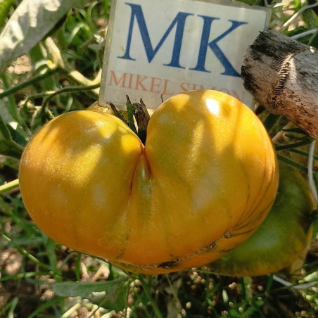 Tomate Ananas Green , 10 semillas