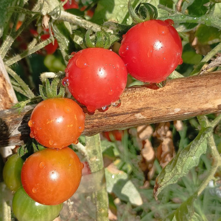 Tomate Sweet Baby , 10 semillas (186)