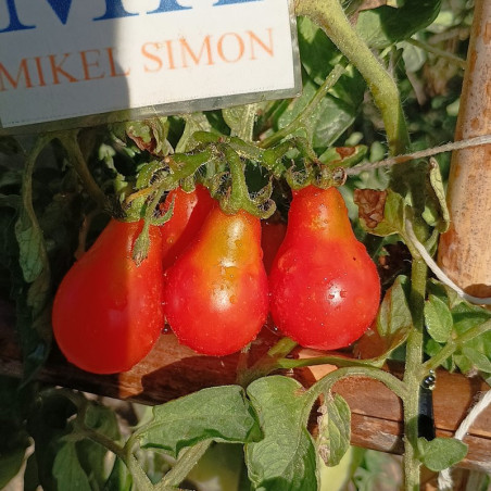 Tomate Pera Roja , 10 semillas