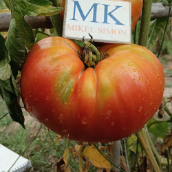 Tomate Rojo De Corsica , 10 semillas (189)