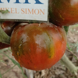 Tomate Paul Robeson , 10 semillas