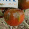 Tomate Paul Robeson , 10 semillas (190)