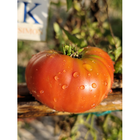 Tomate Brandywine , 10 semillas (191)