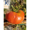 Tomate Brandywine , 10 semillas (191)