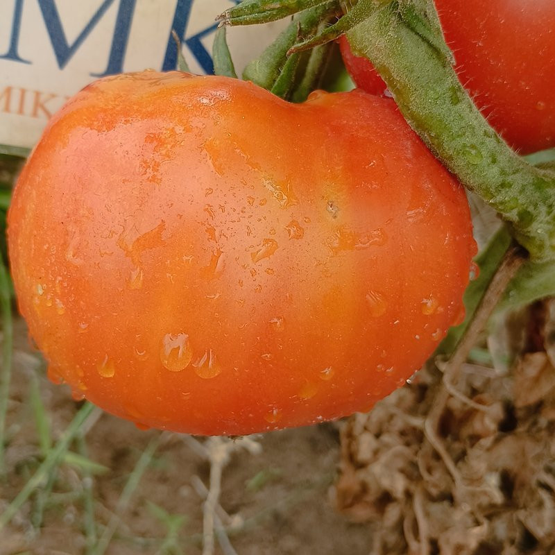 Tomate Ponderosa , 10 semillas (192)