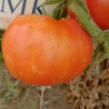 Tomate Ponderosa , 10 semillas (192)