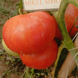 Tomate Glamour , 10 semillas  (193)