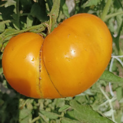 Tomate Limmony , 10 semillas