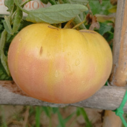 Tomate Jack White , 10 semillas