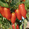 Tomate Sweet Casady , 10 semillas (198)