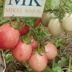 Tomate Thai Pink Egg , 10 semillas