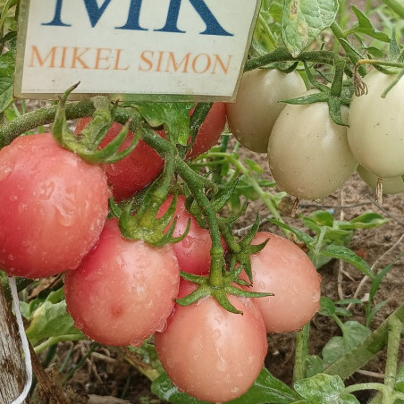 Tomate Thai Pink Egg , 10 semillas