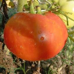 Tomate Wonder Steps , 10 semillas