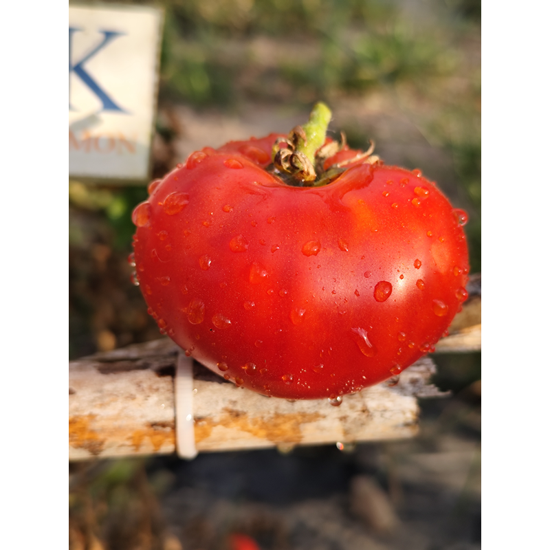 Tomate Russian , 10 semillas