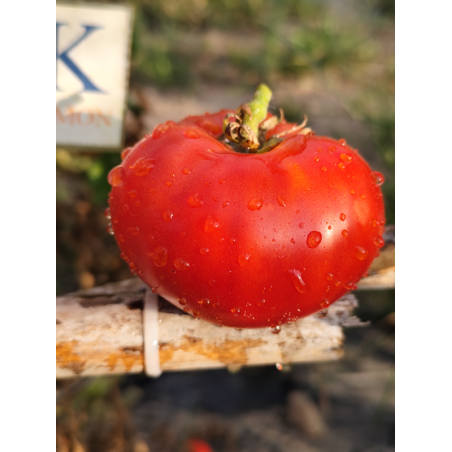 Tomate Russian , 10 semillas