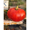 Tomate Russian , 10 semillas