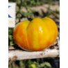 Tomate Great W. Beefstake , 10 semillas (205)