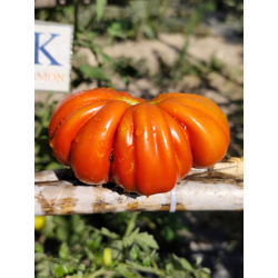 Tomate Corazon de Buey de Nice ,10 semillas