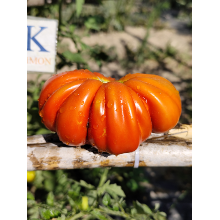 Tomate Corazon de Buey de Nice ,10 semillas (206)