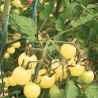 Tomate White Grosella , 10 semillas