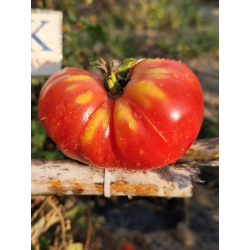 Tomate Hillbily , 10 semillas