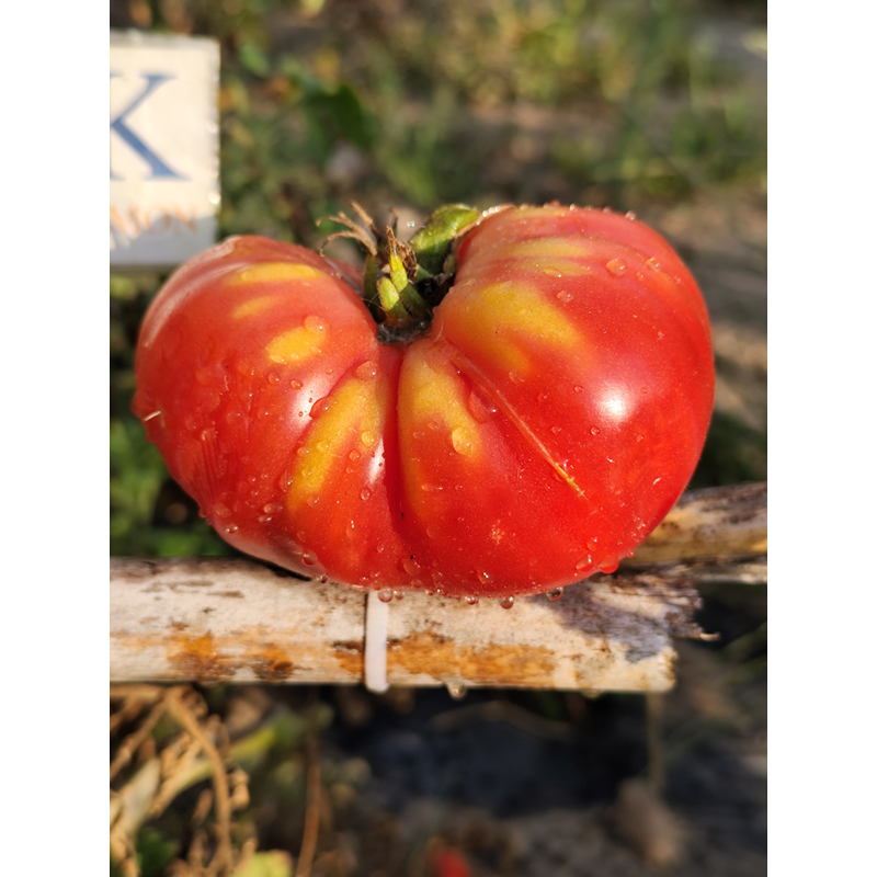 Tomate Hillbily , 10 semillas (209)