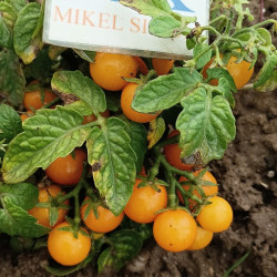 Tomate Venus , 10 semillas