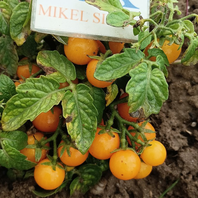 Tomate Venus , 10 semillas (210)