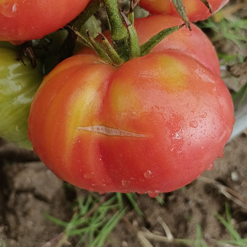 Tomate Ponderosa Rosa , 10 semillas