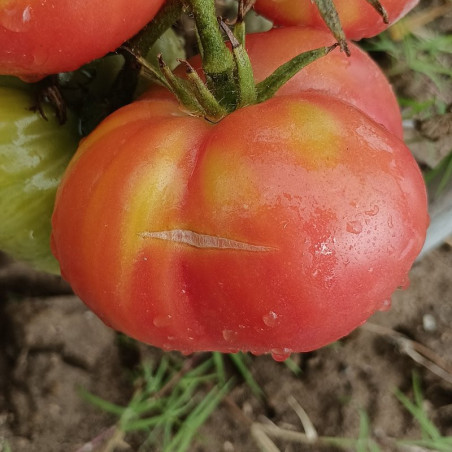 Tomate Ponderosa Rosa , 10 semillas