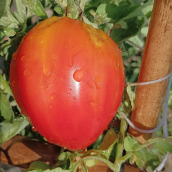 Tomate Corazon de Buey Giant Reif Red , 10 semillas