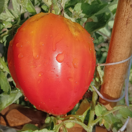 Tomate Corazon de Buey Giant Reif Red , 10 semillas